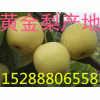 山東黃金梨供應(yīng)價(jià)格走勢(shì)