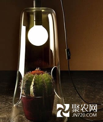 仙人掌類植物專用溫室臺燈