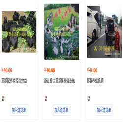嘉興市綠美健兔場(chǎng)供應(yīng)豚鼠 比利時(shí)雜交野兔種