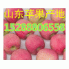 山東皇冠梨批發最新價格行情