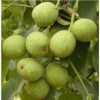 供應(yīng)青皮核桃，核桃，優(yōu)質(zhì)的青皮核桃