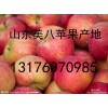 山東銷售萬畝蘋果