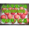 15953983808山東嘎啦蘋(píng)果產(chǎn)地批發(fā)價(jià)格
