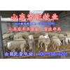 山東小尾寒羊懷孕母羊價格正規小尾寒羊養殖場