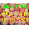 海北蘋果價(jià)格 山東蘋果價(jià)格 嘎啦蘋果今日價(jià)格