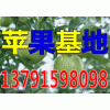 山東紅露、金帥、紅星大量上市