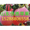 供應福建紅星紅將軍紅露蘋果銷售價格走勢
