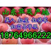 供應山東紅將軍蘋果今日價格