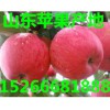 山東蘋果供應(yīng)、山東蘋果批發(fā)、煙臺(tái)蘋果