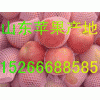 【山東紅將軍*金帥*紅星蘋果產(chǎn)地價(jià)格】
