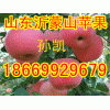 18669929679山東蘋(píng)果降價(jià)啦