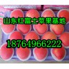 山東紅富士蘋果批發(fā)基地紅富士蘋果今日價(jià)格
