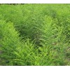 供應(yīng)國槐苗，花椒苗，刺槐苗，皂角苗，五角楓，白蠟苗，香花槐