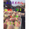 山東蘋果批發(fā)價(jià)格15092861333