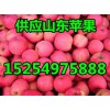 大量供應(yīng)山東紅富士蘋果15254975888