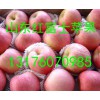 大量銷售山東精品紅富士蘋果產(chǎn)地價(jià)格