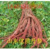 大量出售山東優(yōu)質(zhì)丹參、黃芩