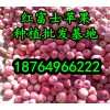山東紅富士蘋果多少錢一斤