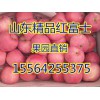2015年山東臨沂紅富士蘋(píng)果價(jià)格
