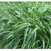 主營(yíng)牧草種子，冬季多年生黑麥草種子批發(fā)價(jià)格