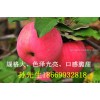 供應(yīng)山東紅富士，一條龍服務(wù)