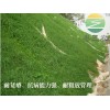 海南礦山綠化 護(hù)坡綠化 狗牙根草籽批發(fā) 狗牙根固土能力強(qiáng)