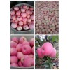 紅富士蘋果產(chǎn)地價(jià)格