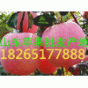 山東蘋果批發(fā)生產(chǎn)基地
