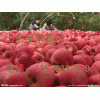 13626331680紅富士蘋果批發(fā)紅富士蘋果最新供應(yīng)價格