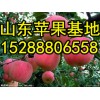 批發山東紅富士蘋果紙袋多錢