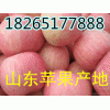 山東蘋果批發(fā)18265177888紅富士蘋果價格