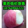 今日山東紅富士蘋果價格