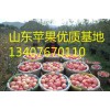 山東優質蘋果生產區，山東最新蘋果價格，山東紅富士蘋果基地價格