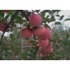 煙臺優質紅富士蘋果哪里的好，山東紅富士蘋果基地