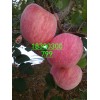 低價(jià)供應(yīng)山東紅富士蘋(píng)果銷(xiāo)售價(jià)格