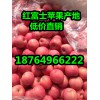 山東蘋(píng)果價(jià)格蘋(píng)果產(chǎn)地報(bào)價(jià)