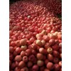 產(chǎn)地直銷今日山東紅富士蘋果價(jià)格批發(fā)