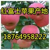 18764958222山東紅富士/紙袋/膜袋/紙夾膜蘋果價格