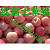哪里蘋果批發便宜/哪里蘋果價格便宜質量好/山東蘋果供應