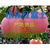 山東紅富士產(chǎn)地冷庫紅富士供應(yīng)