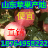 山東紅富士蘋果年底大促銷，批發(fā)紅富士蘋果產(chǎn)地最新價格