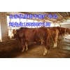 山東優(yōu)質(zhì)肉牛犢養(yǎng)殖推廣中心15953957198