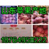 供應(yīng)低價優(yōu)質(zhì)蘋果批發(fā)，山東紅富士基地，山東紅富士批發(fā)價格