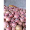 山東膜袋紅富士蘋果價(jià)格