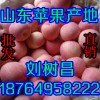 供應紅富士蘋果購銷基地，山東優質蘋果產地，山東蘋果批發價格
