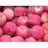 山東紙袋紅富士蘋果供應(yīng)價(jià)格