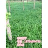 出售優(yōu)質嶗峪苔草，丹麥草，野牛草，委陵菜