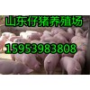 15953983808山東仔豬批發(fā)仔豬價(jià)格報(bào)價(jià)