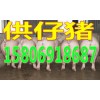 山東仔豬銷(xiāo)售基地今日仔豬銷(xiāo)售價(jià)格