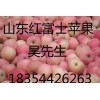 山東冷庫(kù)紅富士蘋(píng)果基地供應(yīng)價(jià)格